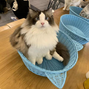 Gewebtes Haustier bett für kleine Hunde und Katzen Langlebiges <span class=keywords><strong>Polypropylen</strong></span> mit wasserdichter Basis Großhandels preis Sonder größen OEM-Service - Product Image 6