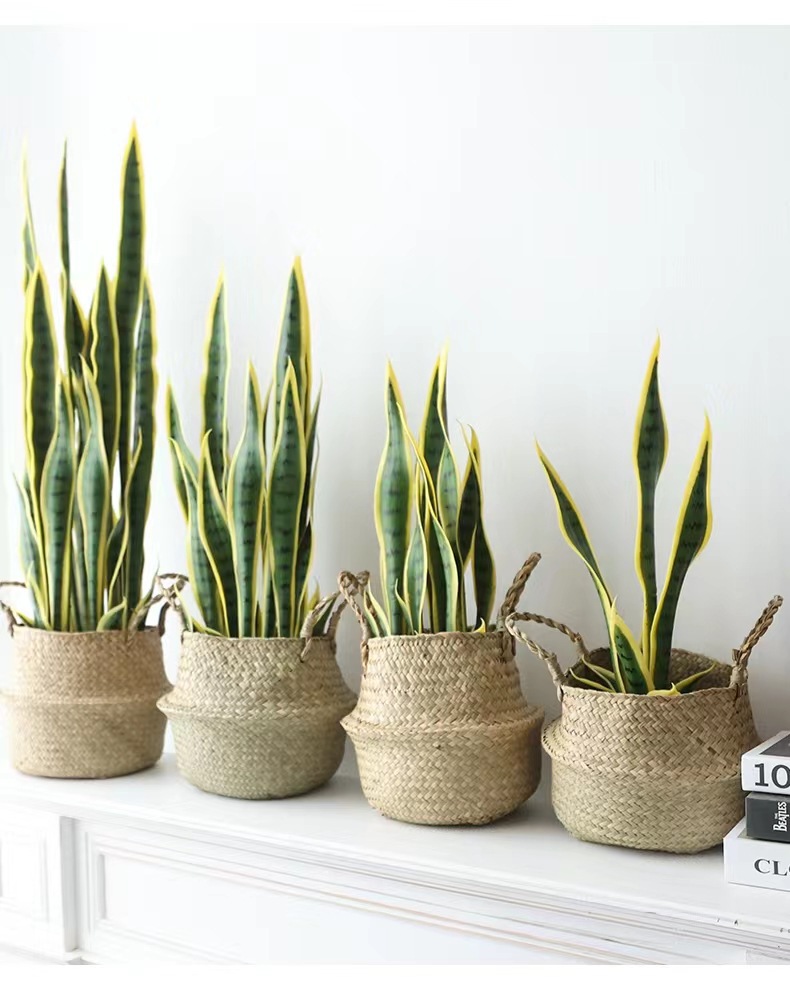 sansevieria