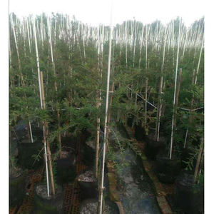 Tiges en fibre de verre d'approvisionnement d'usine FRP 5mm 6mm 7mm 8mm 9mm 10mm tige en fibre de verre pultrudée avec extrémité conique - Product Image 6