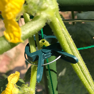 Tomates <span class=keywords><strong>plante</strong></span> <span class=keywords><strong>grimpante</strong></span> Clips fixes fleur légume vigne tige branche croissance attache <span class=keywords><strong>plante</strong></span> prend en charge Clips - Product Image 5