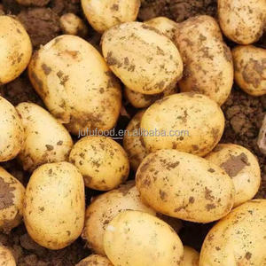 Pommes de terre fraîches biologiques Dégustation sucrée Nouveau <span class=keywords><strong>Corps</strong></span> Produit originaire d'exportation - Product Image 4