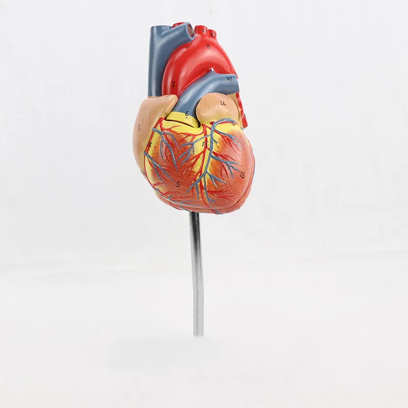 Big advanced human medical plastics rubber pumping removable heart anatomical 3D models anatomy