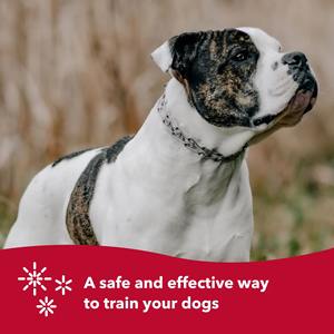 Stahl verchromtes Hunde zinken halsband mit Komfort gummis pitzen Verstellbare Edelstahl-Hundetraining-Zinken halsbänder - Product Image 6