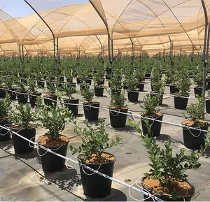 6 Gallon 8 Gallon Round Plastic Blueberry Growing Planter Hydroponic Plants Pot For Sale