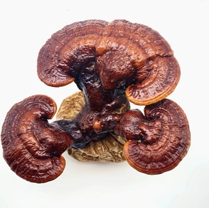 Vente chaude Séché Ganoderma Lucidum À Base De Plantes Naturel Pur Produit Agricole Primaire <span class=keywords><strong>Champignon</strong></span> - Product Image 2
