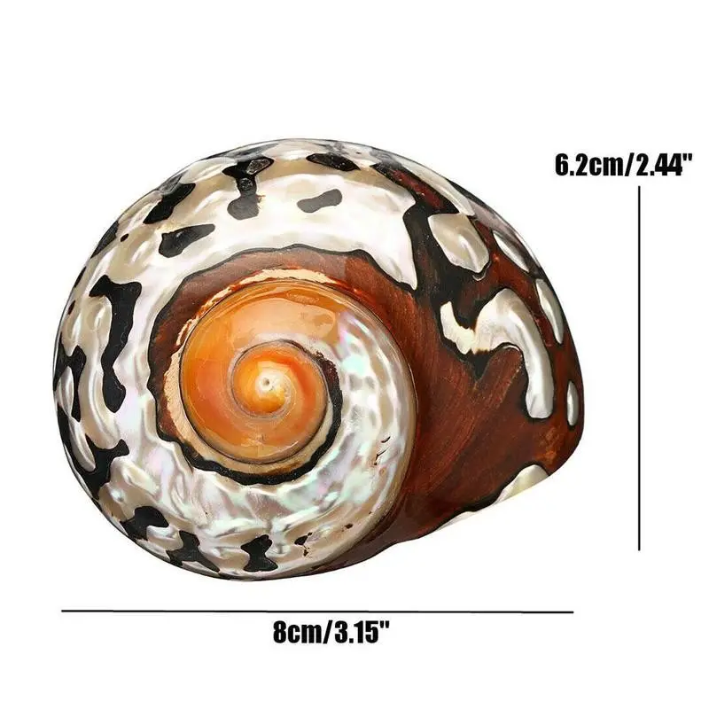 8-9cm Natural South African Snail Pearly Big Screw Conch Shells Coral Collectible Mediterranean Aquarium Ornaments Sea Shell