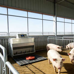 Struttura in Acciaio ZHILIAN Design Industriale Moderno Prefabbricato Magazzino per Allevamento Pollame Fattoria Suini 5 Anni - Product Image 1