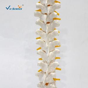 Anatomie nerveuse thoracique et spinale humaine modèle de squelette en PVC grandeur nature modèles de sciences médicales pour une utilisation scolaire - Product Image 6