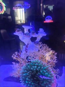 Decoración para Acuarios Marinos, Rocas para Acuarios, Adornos Decorativos de Coral - Product Image 6