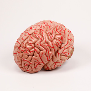 Human <strong>Brain</strong> Anatomy Model with Cerebral <strong>Blood</strong> <strong>Vessels</strong>, Arteries and Positioning Function - Product Image 6