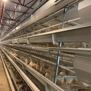 Geflügelzubehör Hühnerkäfig Eierschicht Schicht automatisches Hühner-Akkuskäfig neues Produkt 2020 Silber 20 Hühnerküken zur Verfügung gestellt