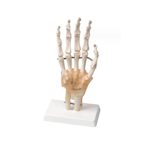 Modelo de movilidad de la articulación del codo 33220, instrumento de demostración de biología para escuelas secundarias y preparatorias, instrumento de educación científica para profesores - Product Image 3