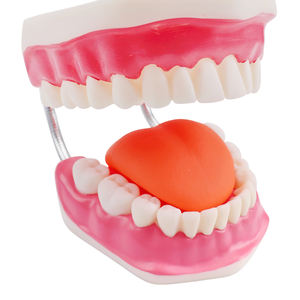 Trousse de dentisterie naturelle, modèle avec une énorme brosse, accessoire d'hygiène, enseignement, <span class=keywords><strong>dentier</strong></span>, - Product Image 5