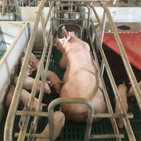 Équipement porcin : Parcs de maternité pour truies, Équipement d'élevage, Cages pour ferme porcine