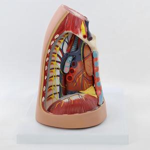 Pleura, Solunum Sistemi, Timus, Diyafram ve Kalp Entegre Anatomi Modeli - Product Image 2