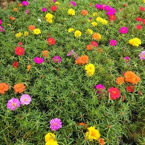 Plántulas de <span class=keywords><strong>Portulaca</strong></span> de <span class=keywords><strong>Doble</strong></span> Pétalo con Raíces en Macetas, Modelo 691, Vegetación Perenne para Balcón/Patio Exterior, Fácil de Cultivar - Product Image 4