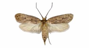 Pherobio Recién llegado Efectivo Fly Moth Killer Trampa Para Polillas Ropa de interior Trampa para polillas - Product Image 5