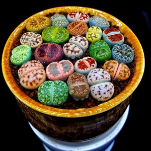 Assortiment de plantes succulentes Lithops en pot rond pour aménagement intérieur, option cadeau de pendaison de crémaillère - Product Image 1