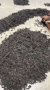 Harad noir séché au soleil fruits secs entiers de la région vallonnée de l'ouest du Maharashtra Inde produit agricole - Product Image 4