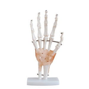 Cuộc Sống có kích thước bàn tay doanh với dây chằng cho khoa học y tế Giáo dục và Đào tạo - Product Image 1