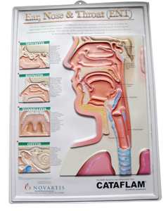 Personnalisé 3D <span class=keywords><strong>PVC</strong></span> anatomique/Anime poster impression <span class=keywords><strong>PVC</strong></span> poster - Product Image 3