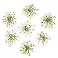 Fleurs séchées pressées multicolores en dentelle Gypsophila, fleurs séchées DIY Anne Blooms pour porte-clés en résine époxy, collier et artisanat