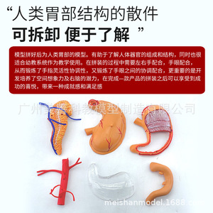 Modelo de estómago 4D, modelo de anatomía del estómago, modelo de ensamblaje, modelo de anatomía humana, modelo educativo, modelo de órgano - Product Image 4