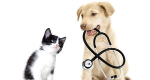 ผู้ผลิตอุปทานน้ำมันสะระแหน่สกัดอาหารเกรดอินทรีย์รสสะระแหน่ผง - Product Image 4