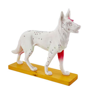 कैनाइन बॉडी एक्यूपंक्चर मॉडल Zm3018 कुत्ते शारीरिक मॉडल - Product Image 3