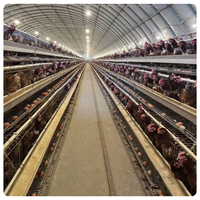 Équipement d'élevage avicole entièrement automatique à longue durée de vie pour poules pondeuses, en acier galvanisé à chaud, pour ferme moderne - Vente en gros