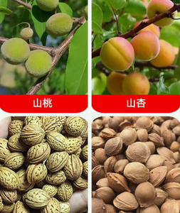 Machine à <span class=keywords><strong>cueillir</strong></span> <span class=keywords><strong>les</strong></span> graines de prune/amande/abricot - Product Image 5