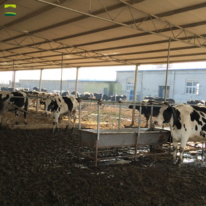 Proyecto Llave en Mano para Granja Lechera <span class=keywords><strong>Holstein</strong></span> de 500 Vacas: Diseño de Planta, Establos, Sistema de Ordeño, Tratamiento de Estiércol y Equipamiento para Cría de <span class=keywords><strong>Ganado</strong></span> - Product Image 4