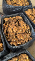 Gingembre frais jaune en vrac du Yunnan Chine Gingembre frais du Yunnan de qualité supérieure pour les opérations de transformation des aliments