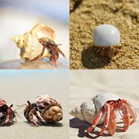 Coquille de crabe ermite naturel, petite, moyenne, grande, conque, coquille turbo, coquillage pour la plage, 1.6-3.2 pouces, 12 pièces