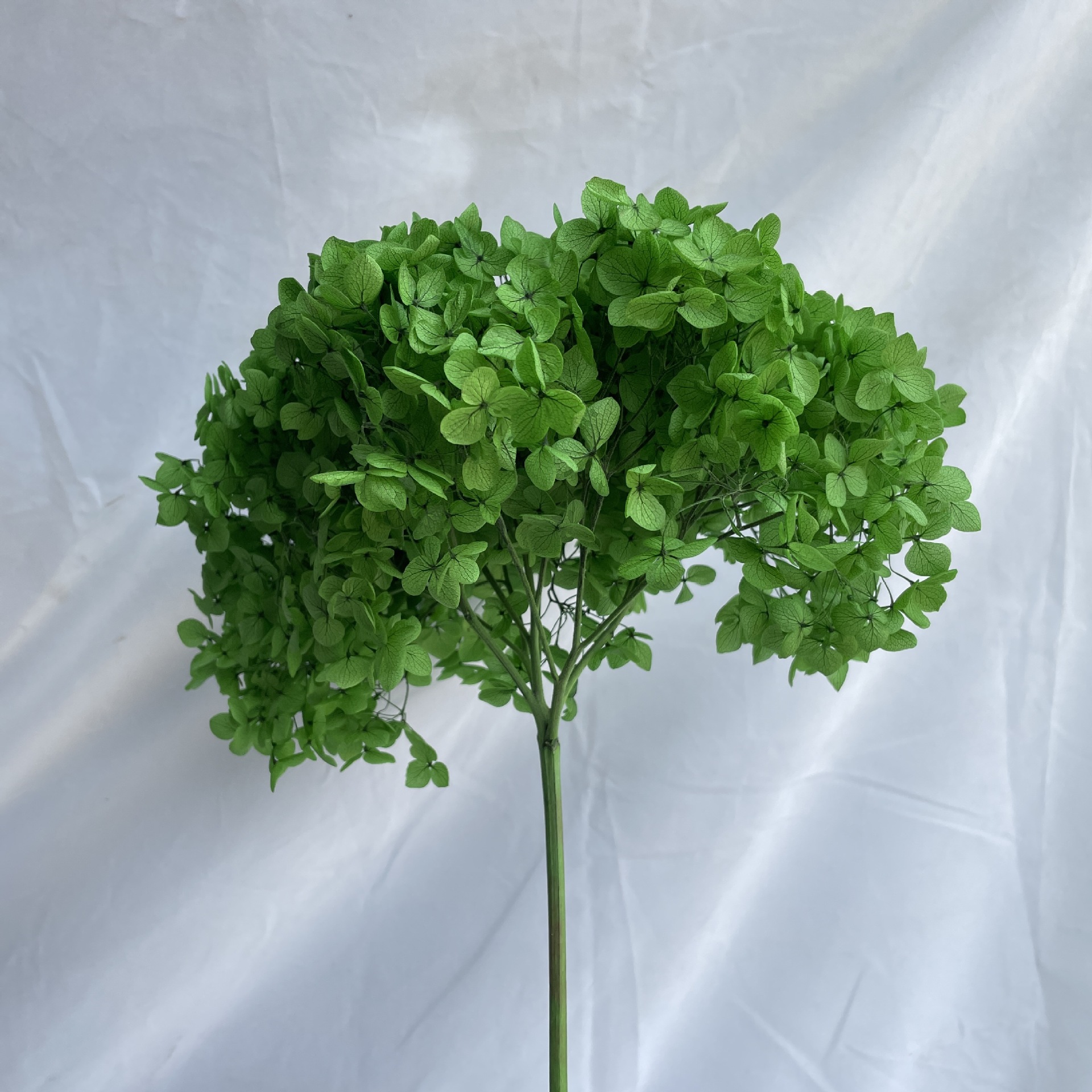 Vert foncé