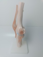 Formation avancée personnalisée à l'enseignement médical Anatomie du squelette Plastique artificiel Taille naturelle Modèle anatomique de l'articulation du genou humain