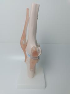 ข้อต่อเข่ามนุษย์ทำจากพลาสติกเทียมกายวิภาคเพื่อการฝึกอบรมทางการแพทย์ขั้นสูงแบบจำลองทางกายวิภาค - Product Image 4