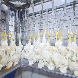 Qingdao Raniche lavorazione pollo Poultri processo macellazione impianto di medicazione