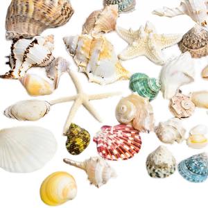 天然貝殻、ホラガイ、ヒトデ、水槽景観、手作りDIY素材、大型ホタテ貝、風鈴、装飾工芸品 - Product Image 5