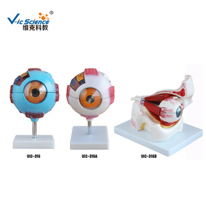 Modelo de globo ocular ampliado de PVC de alta calidad, aumento de 6x, modelo anatómico para enseñanza médica. - Product Image 5