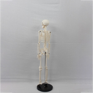 Modelo de Esqueleto Humano de 85 cm (sin nervios ni discos intervertebrales) - Venta al por Mayor de Fabricantes de Esqueletos Humanos Completos - Product Image 3