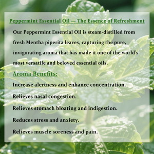 <span class=keywords><strong>Huile</strong></span> essentielle de <span class=keywords><strong>menthe</strong></span> <span class=keywords><strong>poivrée</strong></span> 100 ml en gros, <span class=keywords><strong>huile</strong></span> essentielle de plante 100% pure et naturelle pour diffuseur d'arômes - Product Image 5