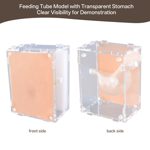 Modèle de gastrostomie et d'alimentation par sonde, simulation réaliste de <span class=keywords><strong>procédure</strong></span> PEG pour la formation médicale et infirmière - Product Image 2