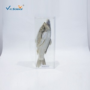 Carpe entière préservée et dissectionnée ; outil pédagogique expérimental pour la biologie au collège ; fabricant d'animaux aquatiques - Product Image 1
