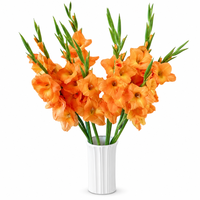 Fleurs fraîches coupées Gladiolus d'origine Yunnan, qualité supérieure, vente en gros pour mariage, fête des mères, remise de diplôme, arrangements hôteliers, décoration intérieure