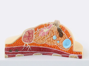Modelo Anatómico de Seno Femenino de Plástico Médico YULIN - Ayuda de Entrenamiento para Ciencias Médicas - Product Image 2