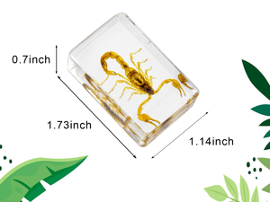 Papillon réel transparent en résine, objet d'artisanat, presse-papiers en résine avec insecte, spécimen carré pour exposition éducative - Product Image 2