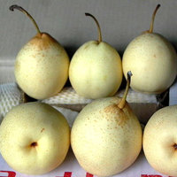 Groothandelsprijs Verse Witte Peer Chinese Leverancier Import Bulk Kroonpeer uit Shandong 12cm