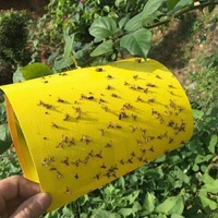 Piège à insectes collant pour serre, protège les légumes, les fleurs, les fruits et les cultures