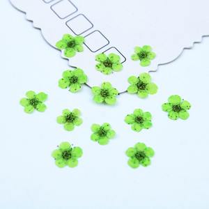 Fleurs séchées naturelles de Mignonnette, fleurs pressées véritables pour bijoux, bougies, cartes, bricolage et résine - Product Image 1